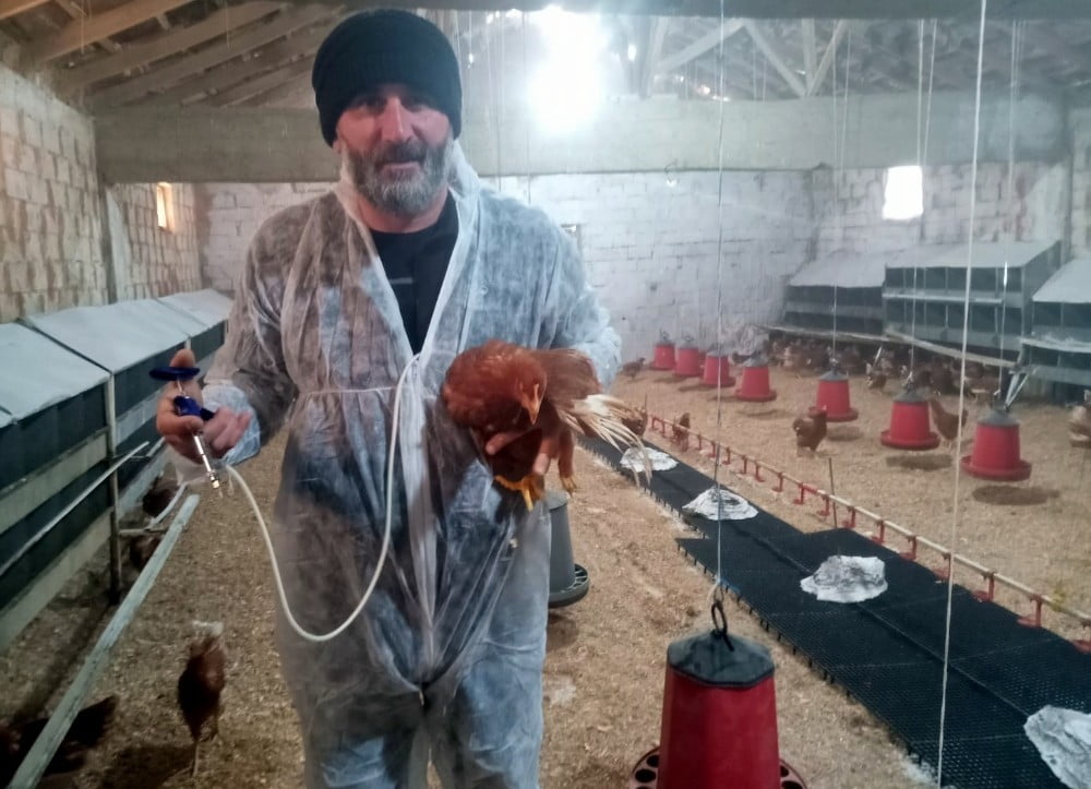 TAVUK YUMURTACILAR DİKKAT