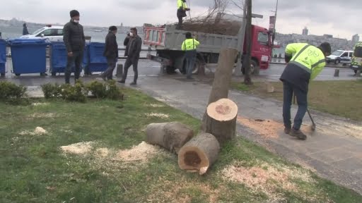 Ağaç kesen şüphelilere mahkemeden ders gibi karar: 200 adet fidan dikecekler