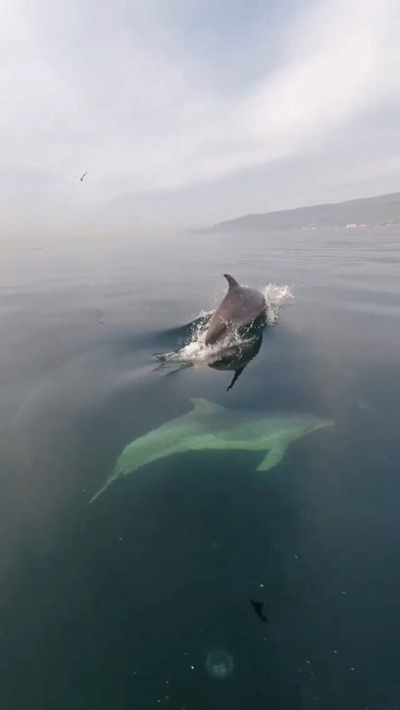 Yunus balıklarının balıkçı tekneleriyle olan yarışı herkesi şaşırttı