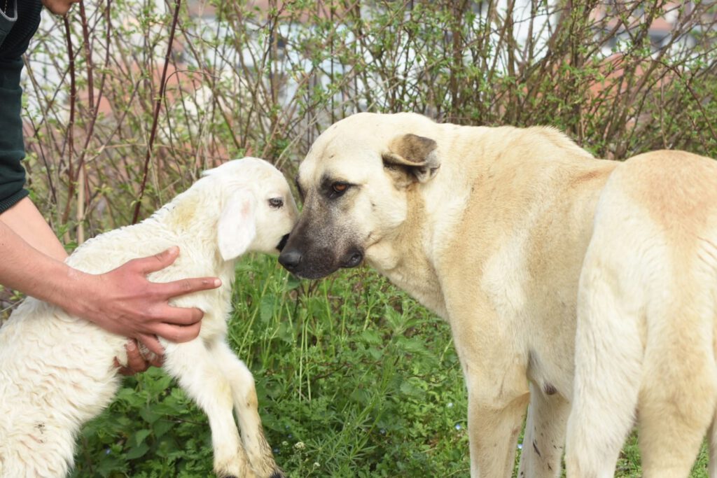 Çoban köpeği, kuzuya süt annelik yapıyor