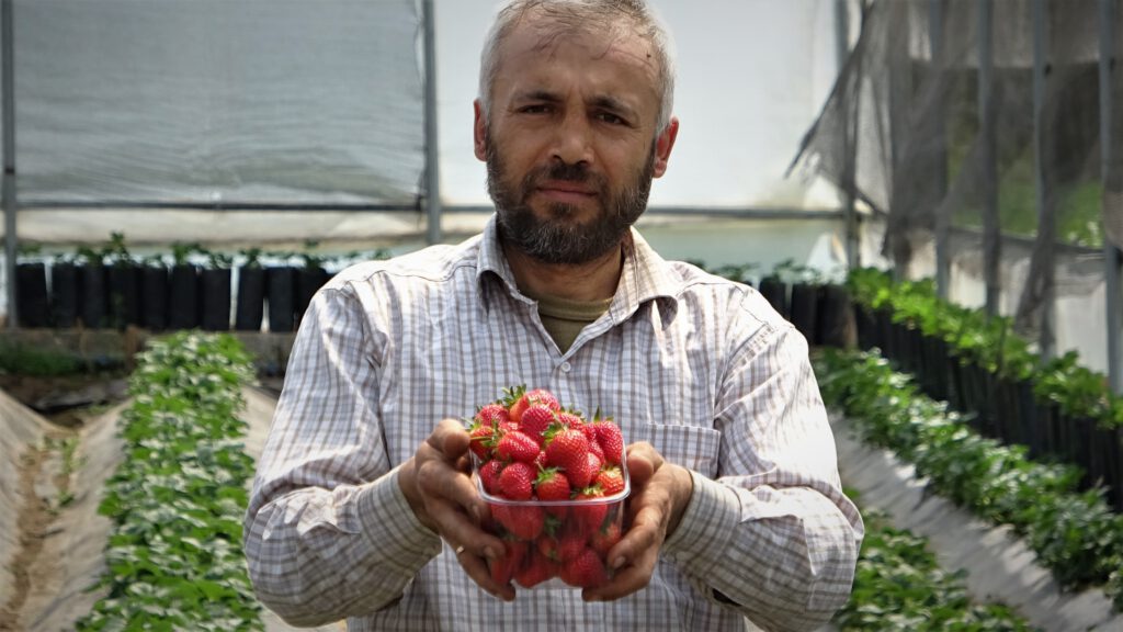 Erken Hasat Üç Kat Kazandırdı