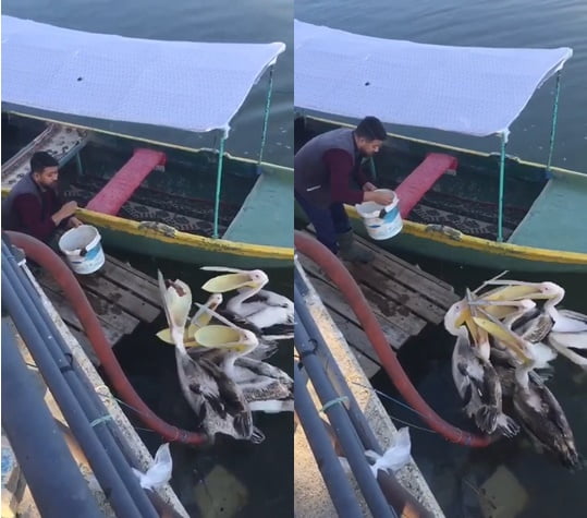 Bursa’da bir balıkçı elleriyle pelikanları besledi