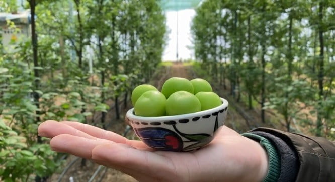 Eri̇k Aş Eren Hami̇le Kadınlara Müjde, Artık Yılın 4 Mevsi̇mi̇ Bulmak Mümkün