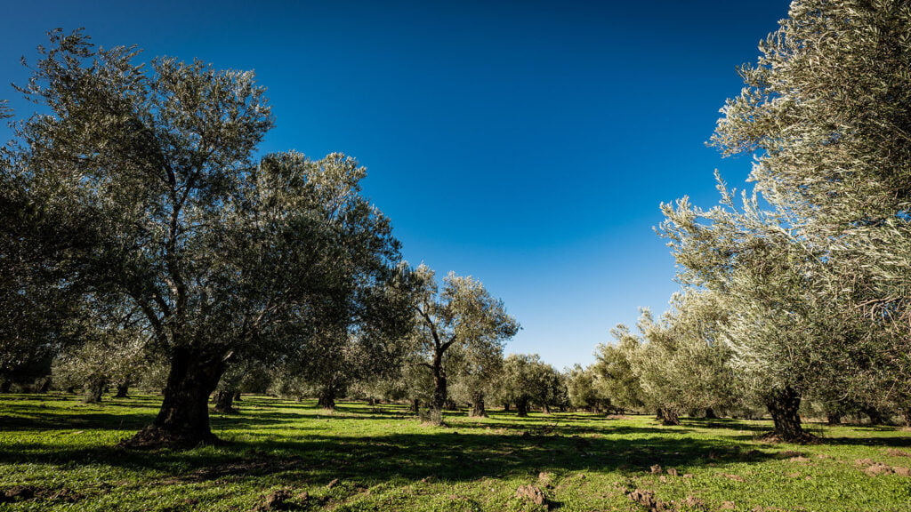 Aydınpınar’da 5874 m2 zeytinlik satılık