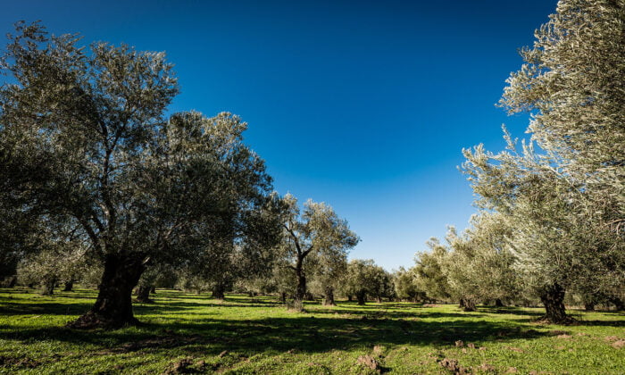 Aydınpınar’da 5874 m2 zeytinlik satılık