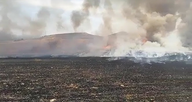 Manisa’da 250 dönüm ekili alan kül oldu