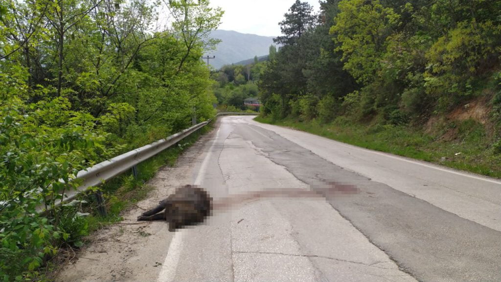 Uludağ yolundaki devasa hayvan şok etti