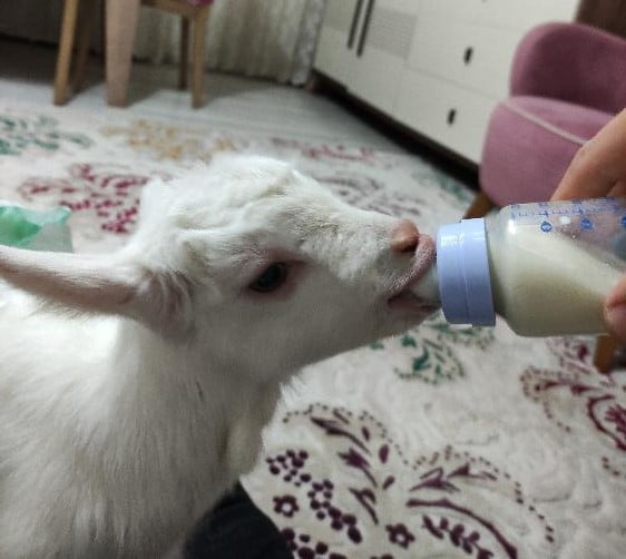 Bu oğlaklar çiftlikte değil evde büyüyor!