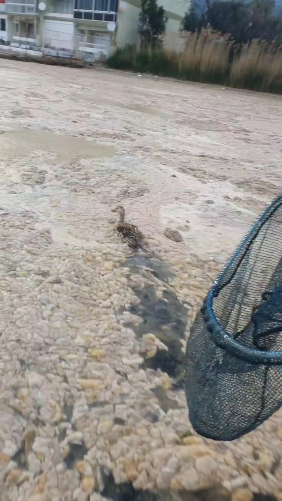 Ördeklerin deniz salyalarıyla savaşı böyle görüntülendi!