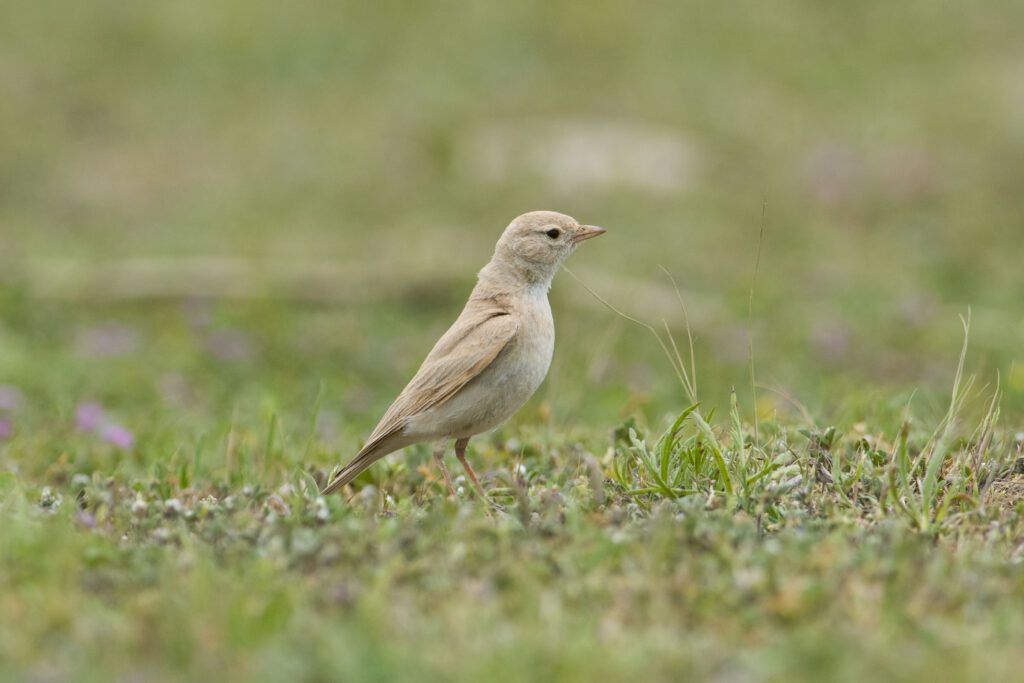 Türkiye’de ilk kez görüldü!