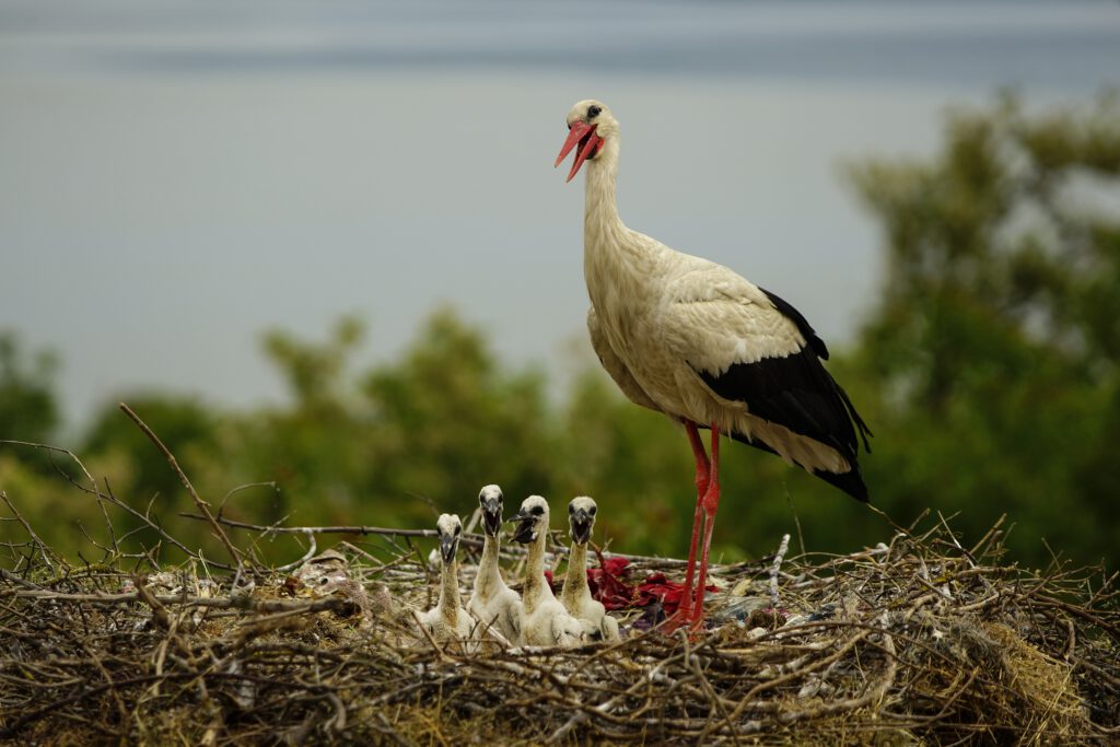 Yaren leylek ve yavruları işte böyle görüntülendi!