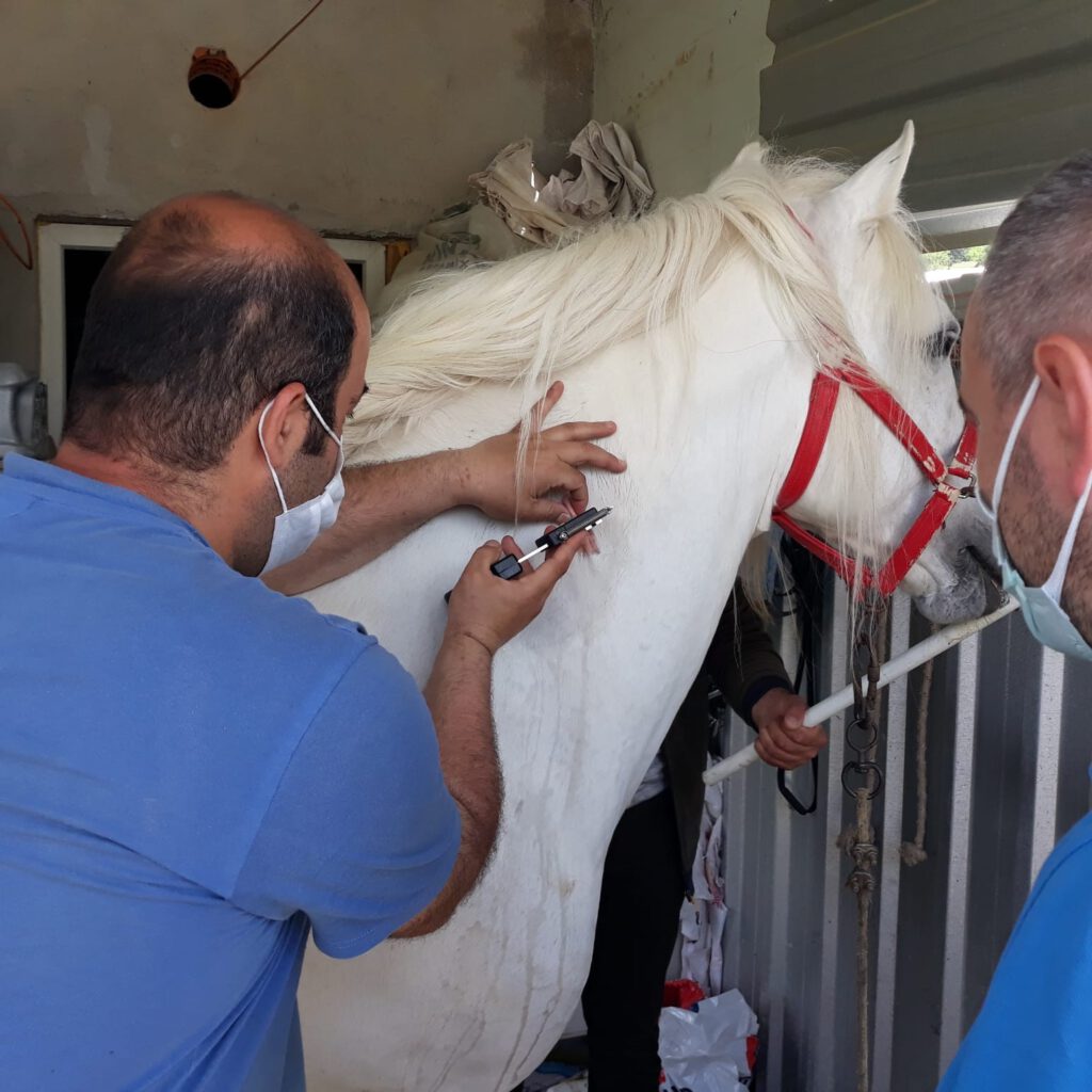 Rahvan yarış atlarına çip takıldı!