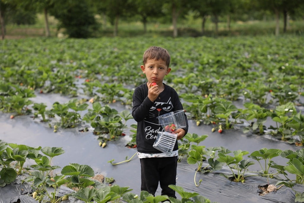 Kurşunlu çileğinde hasat başladı!