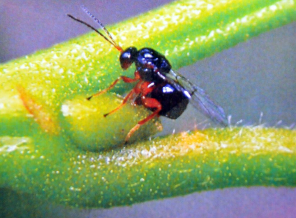 Gal arılarına karşı biyolojik mücadele devam ediyor!