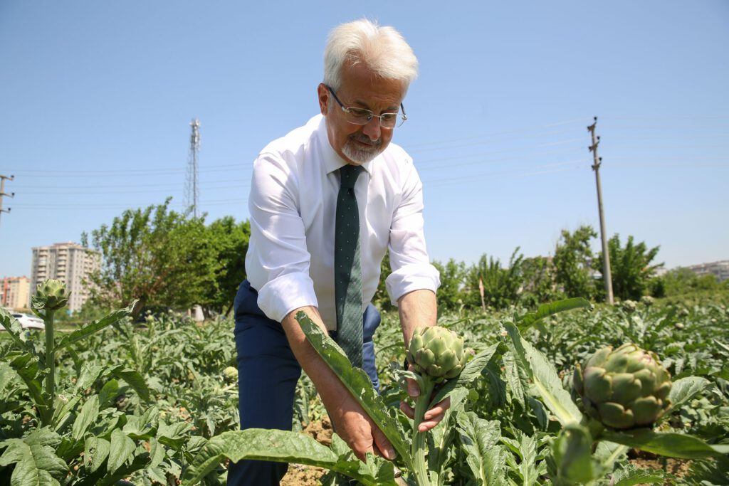Hasanağa enginarında hasat zamanı