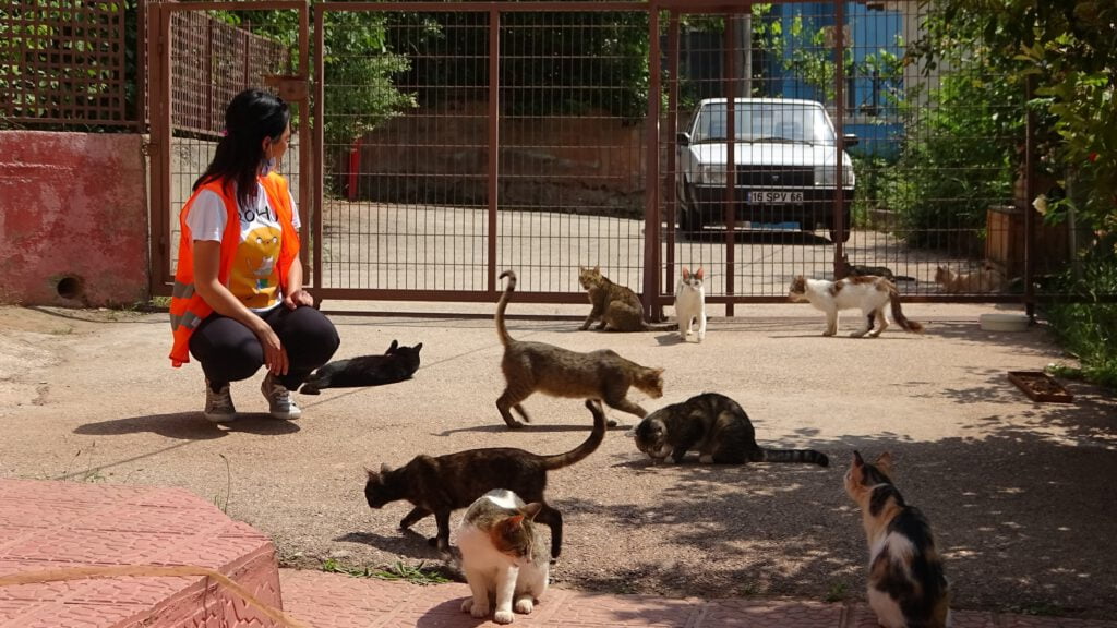 Onlarca engelli kediye çocuğu gibi bakıyor