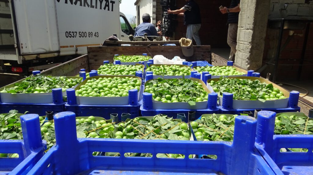 “Erik bu yıl 10 liranın altına düşmez”