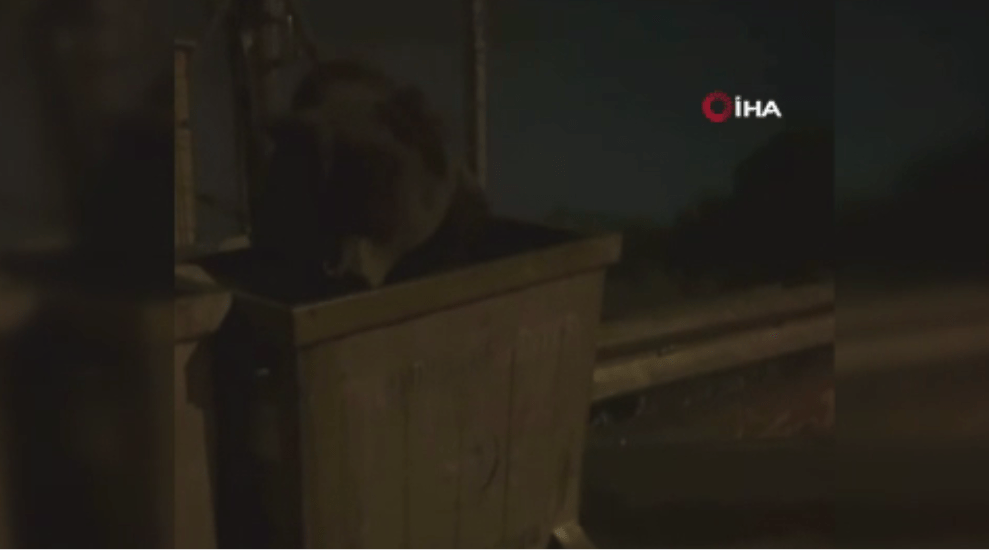 Günlerdir aranan ayı ailesi bulundu!