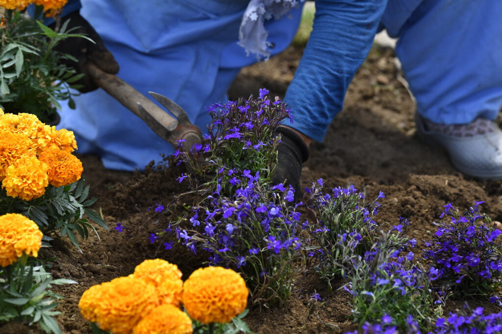 Osmangazi mevsimlik çiçeklerle rengarenk