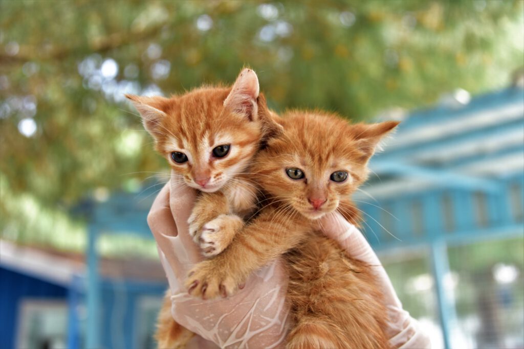 Can dostları emin ellerde