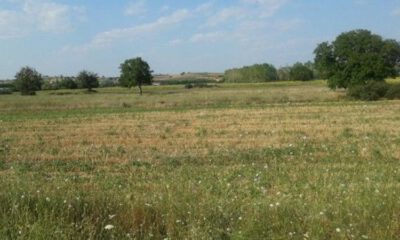 Gündoğdu’da 958 m2 arsa mahkemeden satılık
