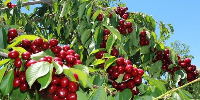 6600 m2 kiraz bahçesi satılıktır