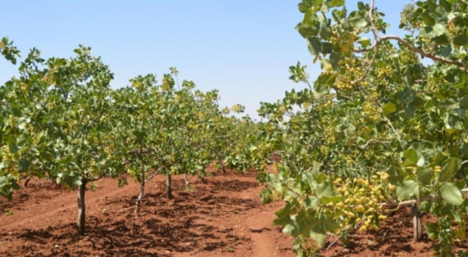 Bağ açık artırma ile satılacak