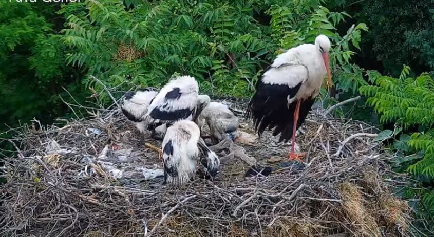 1 metrekarelik yuvayı dünyanın her yerinden milyonlarca doğa sever izliyor