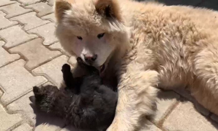 Kedi ile köpeğin şaşırtan dostluğu