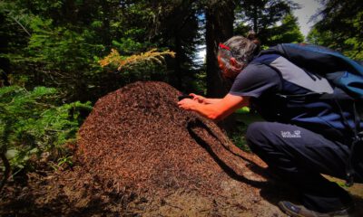 Uludağ’da dev karınca yuvaları görenleri hayretler içinde bırakıyor