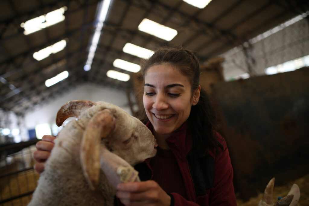 Elinde doğan koyun, çocuğu gibi peşinden ayrılmıyor