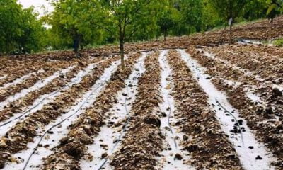 Keles’i dolu vurdu, çiftçiler yardım bekliyor