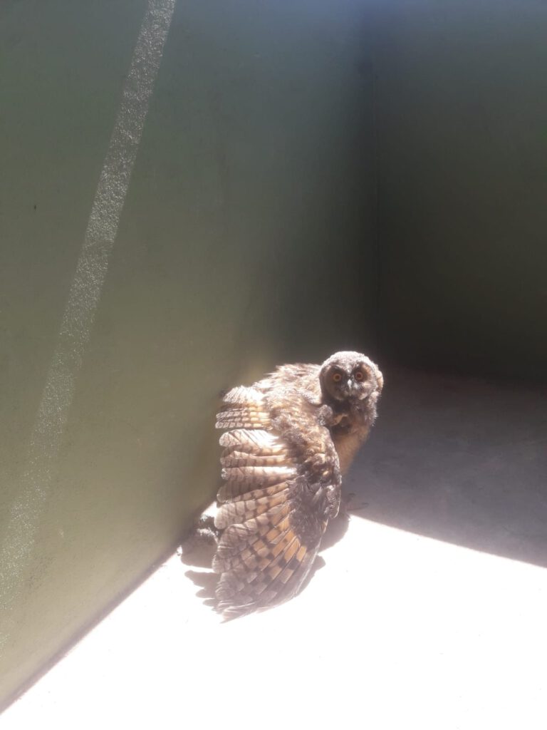 Yaralı Baykuş’u ölümden kurtardılar