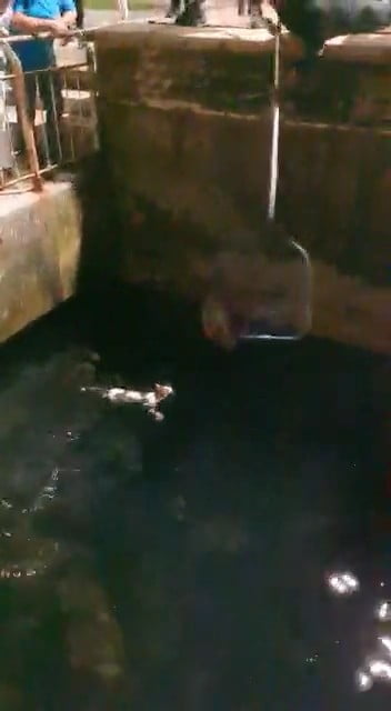 Denize düşen kedi balıkçı kepçesiyle kurtarıldı