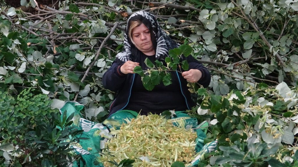 En büyük ıhlamur ormanlarında hasat başladı