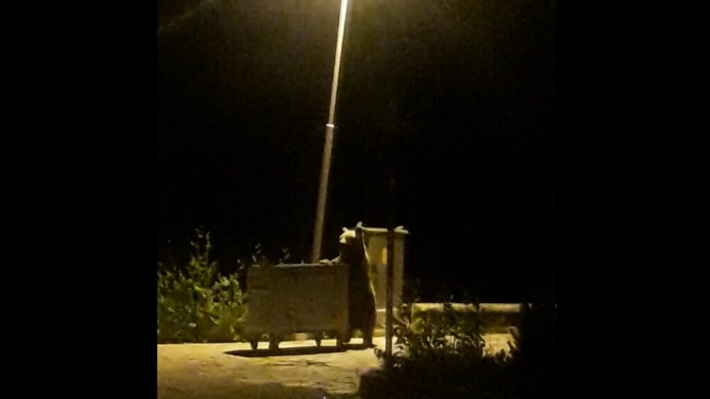 Anne ayının çocukları için mücadelesi kameraya böyle yansıdı!