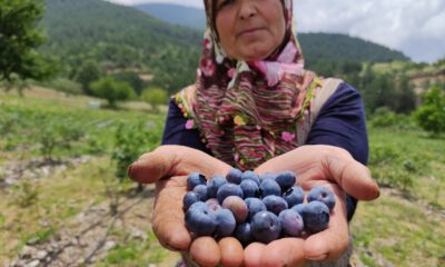 Şifa kaynağı meyveler kısa sürede zengin etti