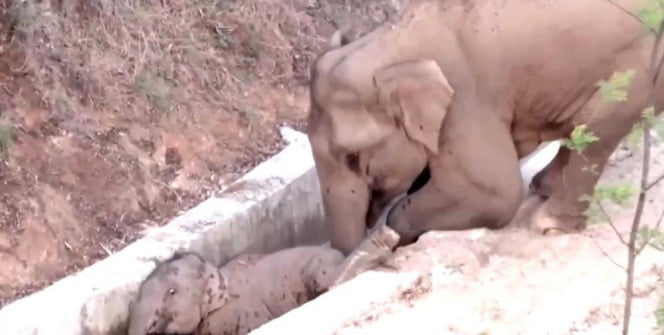 Çin’de su kanalına düşen yavru fili başka bir fil kurtardı