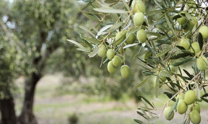 İznik’te satılık 9337 m2 zeytinlik