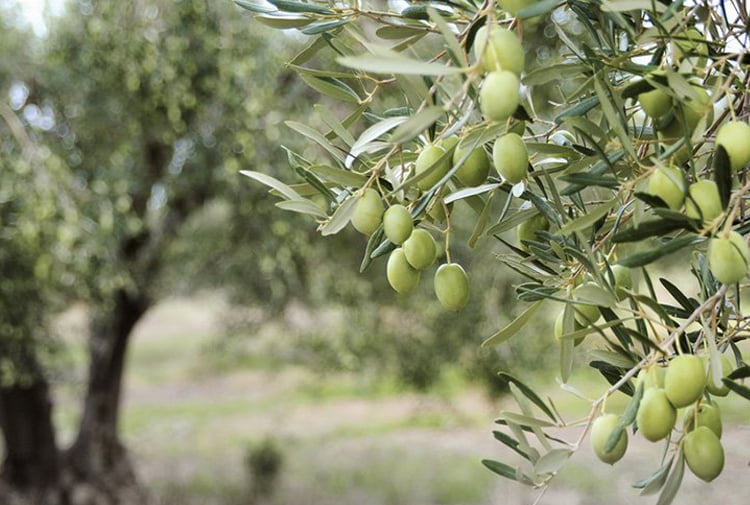İznik’te satılık 9337 m2 zeytinlik