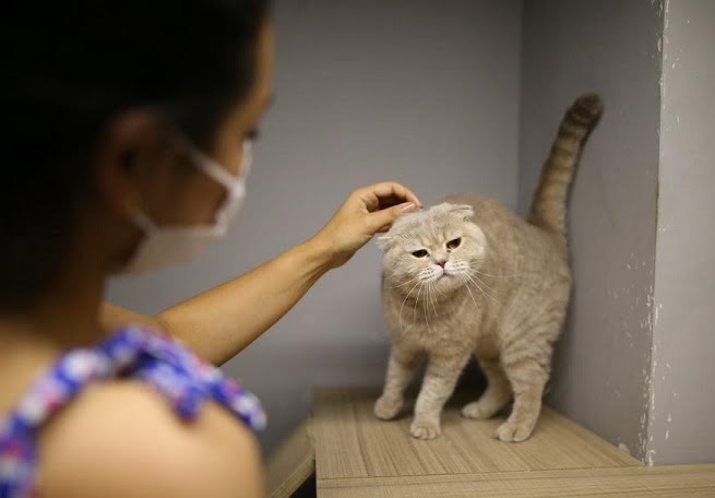 Evci̇l hayvan oteli̇nde bayram yoğunluğu