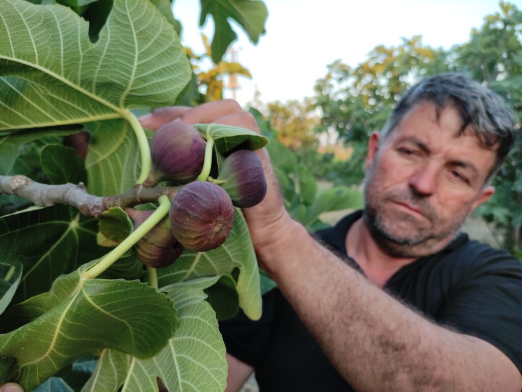 Siyah İncir’den kötü haber!