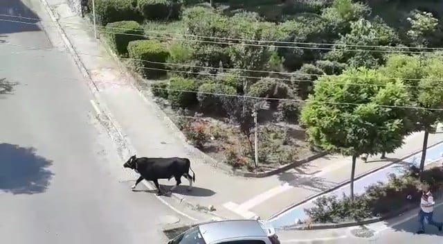 Bursa’da kurbanlık kaçtı, mahalleli̇ kovaladı