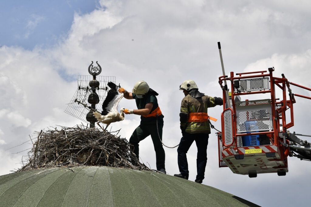 Bursa’da leylek yavrularına kubbede tedavi