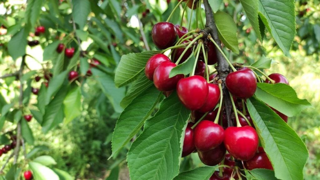 Bursa’da, Napolyon kirazı dalda kaldı