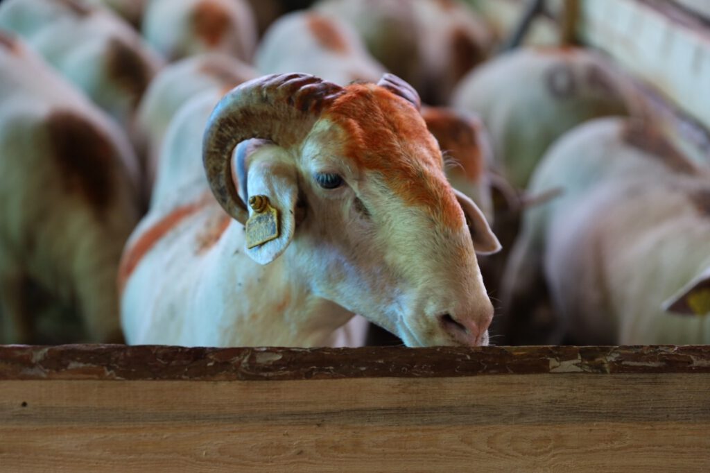 Bursa’da yetimlere 200 kurban dağıtıldı