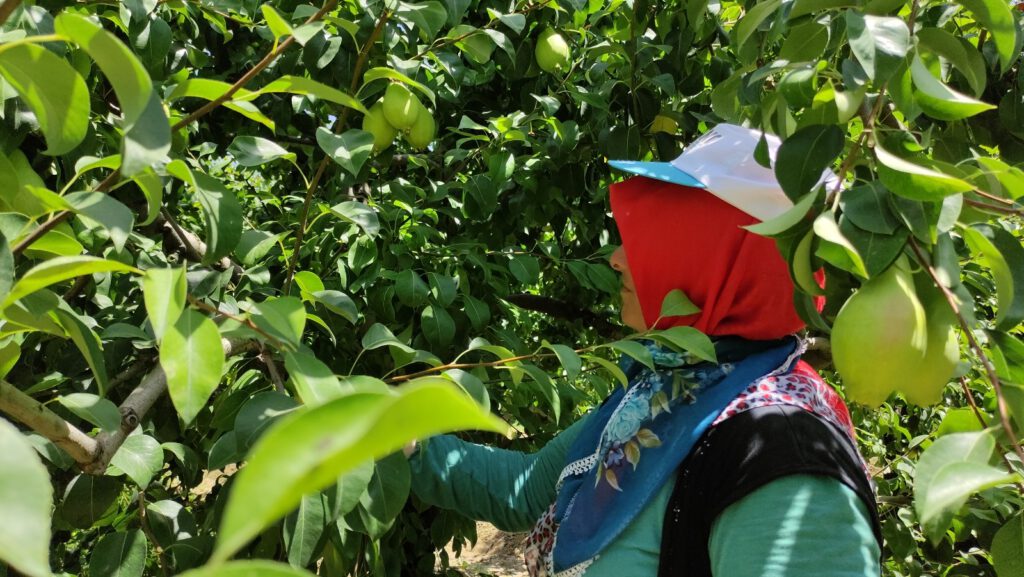 Bursalı çiftçiler fiyatlardan memnun