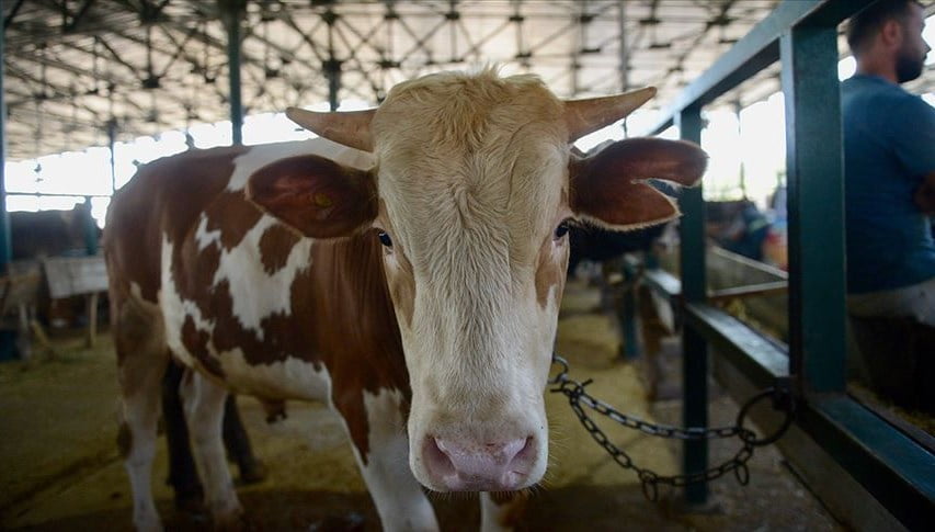 Elde kalan kurbanlıkları Et ve Süt Kurumu alacak