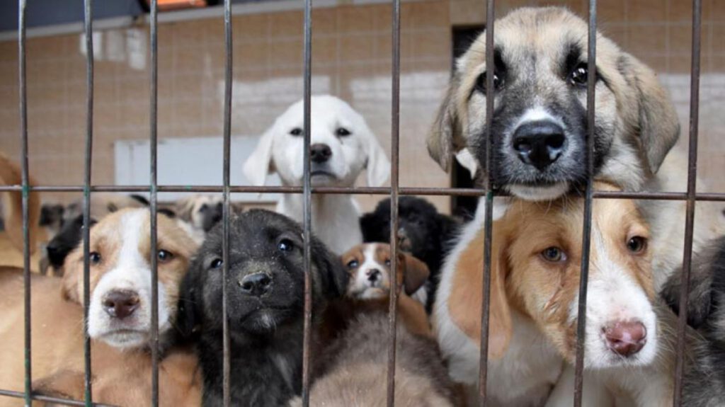 Eşya olmaktan çıkarılıp, canlı statüsüne getirilecekler