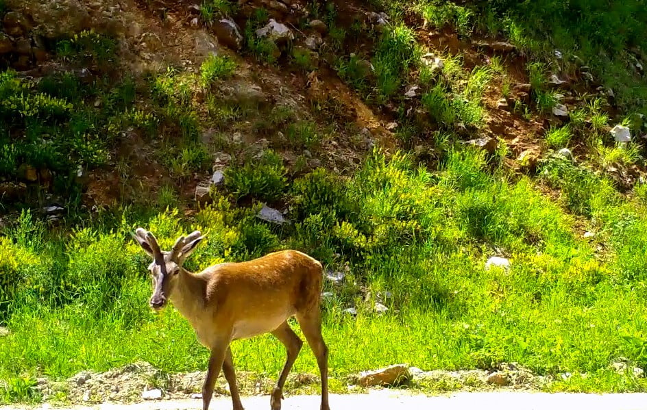 Bursa’nın yaban hayatı inceleniyor